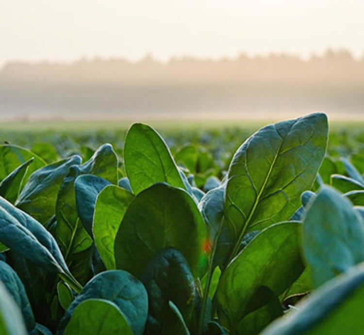 Spinazie op het land