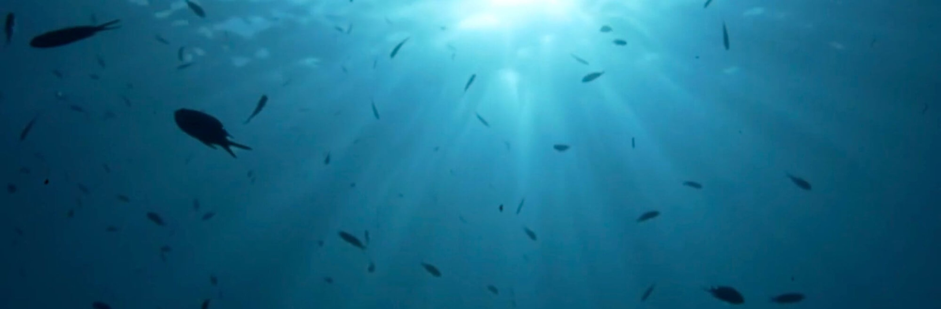 Verse pangasius vis op een duurzame visvijver met helder water