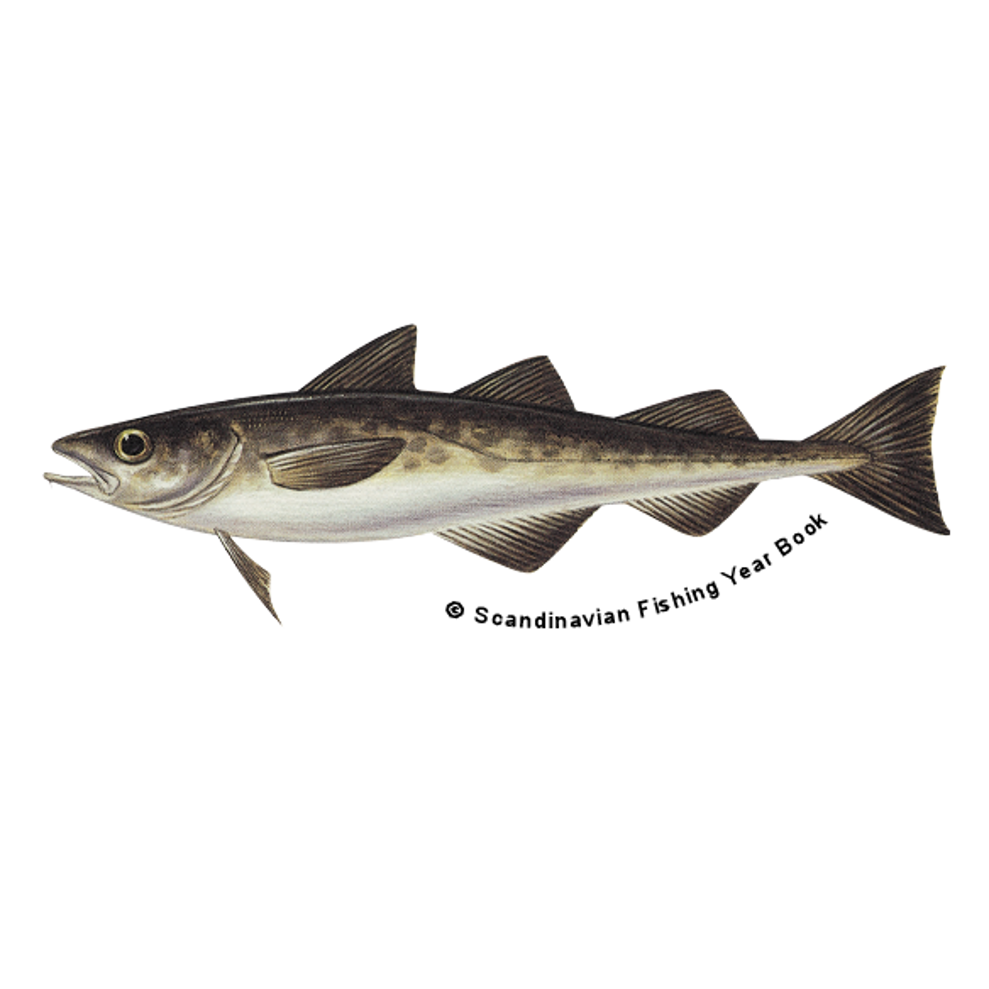 Findus
